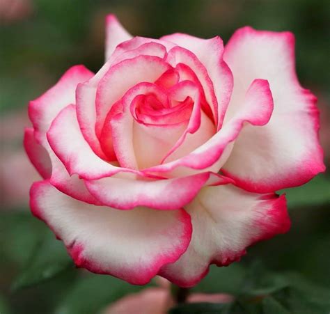 beautiful roses pictures images